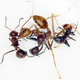 Three exploding ants exhibiting exploding behavior when confronted with a weaver ant.